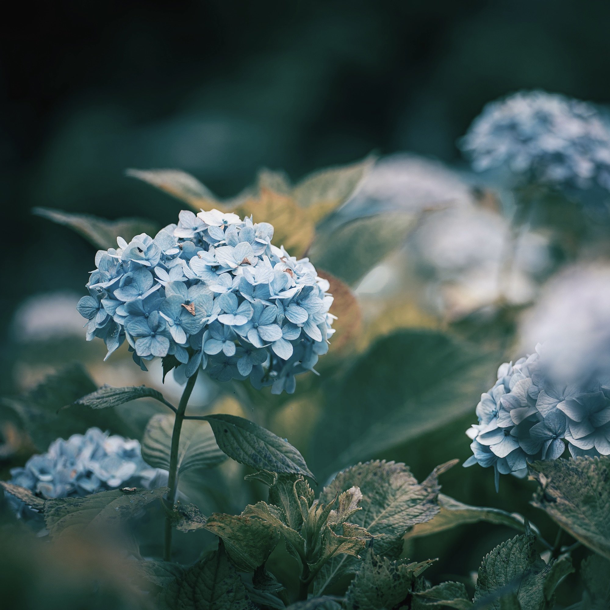 かげのこ 花の写真家 枯れ際の 寂しさ と 儚さ は美しい T Co Qsxazhydcp Twitter