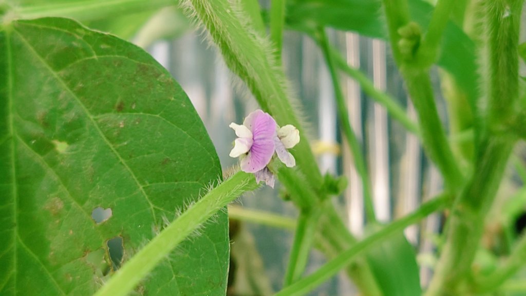 枝豆の花 Twitter Search Twitter