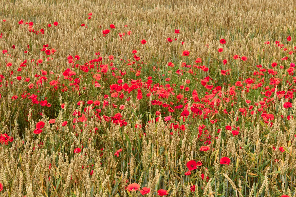 LissadellHouse's tweet photo. Little poppies, little hell flames
Do you do no harm?
You flicker.  I cannot touch you
I put my hands among the flames.  Nothing burns
And it exhausts me to watch you
Flickering like that, wrinkly and clear red, like the skin of a mouth

Plath

#WildAtlanticWay https://t.co/XVRWYnq1PE