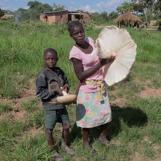 HecheJohn's tweet photo. Hii kwa kikurya inaitwa Iliyugu na kuna mwenzake tena anakua hivi hivi anaitwa ilinyagiswa. Zamani bibi yangu akikutengenezea hiyo kitu na ugali wa mhogo umechanganywa na mtama inakua balaa kubwa sana. https://t.co/L26W3KRC6M