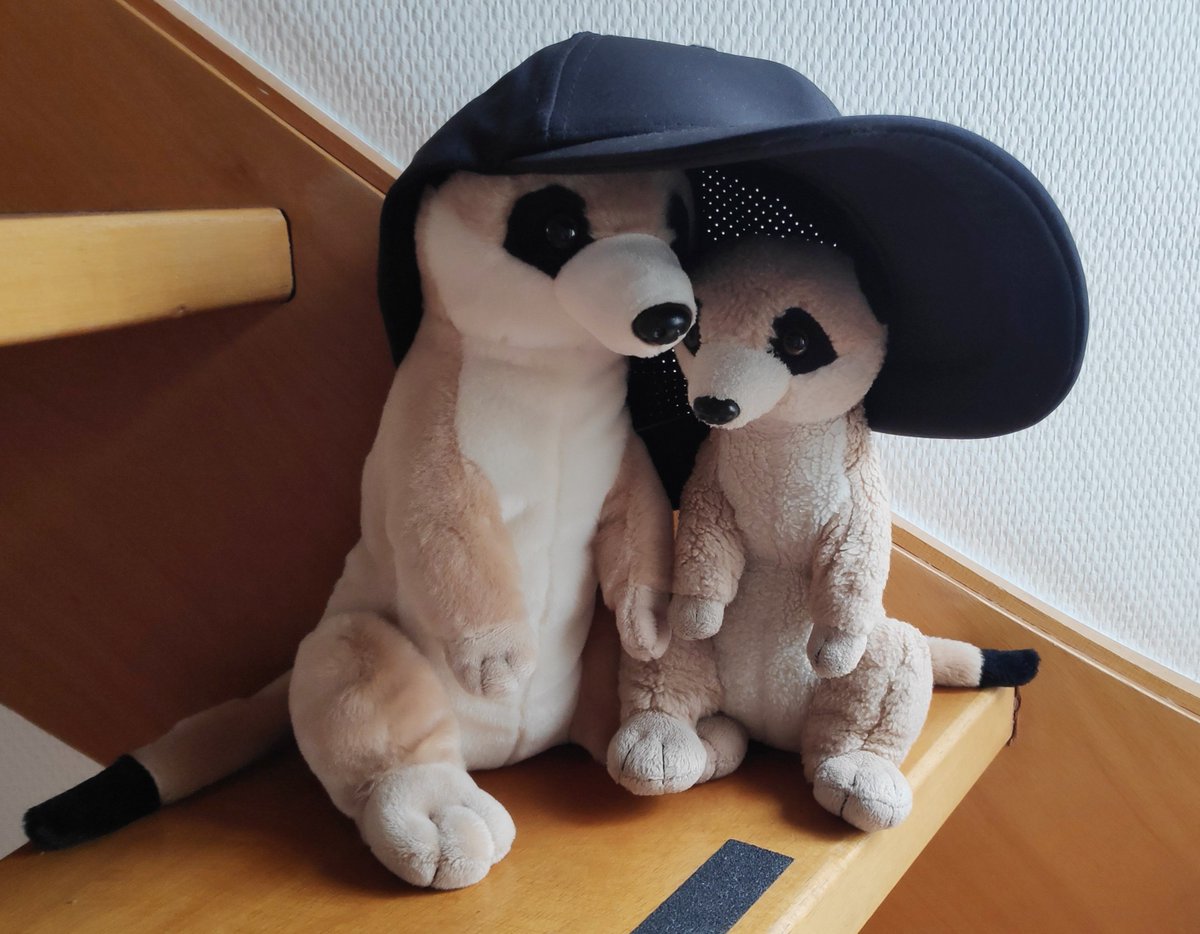 Stokkiekluiver's tweet photo. Hoe vinden jullie onze nieuwe pet?
#PetsPlace 🧢 https://t.co/Frinijrtqf