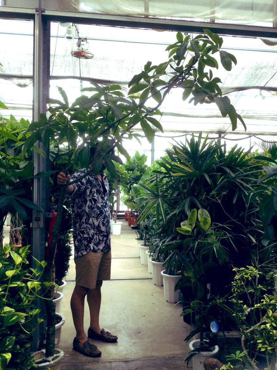 azito1187's tweet photo. 季節柄、また今期1番個人的に注視注力しているインテリアグリーン
今日は天井の高い大きな窓のあるお宅へ引っ越されたお客様のご注文で良い枝ぶりのパキラをハント、喜んで頂けると良いなー
#観葉植物 #interior #interiorgreen https://t.co/GIHzt7CX0G
