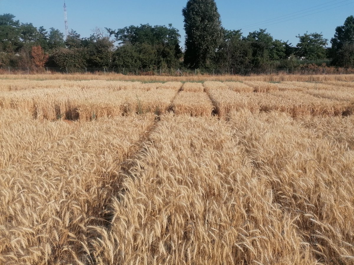 aparicionieves3's tweet photo. #Harvest2022, seguimos bien tempranito con la generacion F10.... Qué tal habrán quedado nuestras variedades candidatas?
#breadwheat #breeding #Yield 
 @ITACYL https://t.co/7n1LbOBo1B