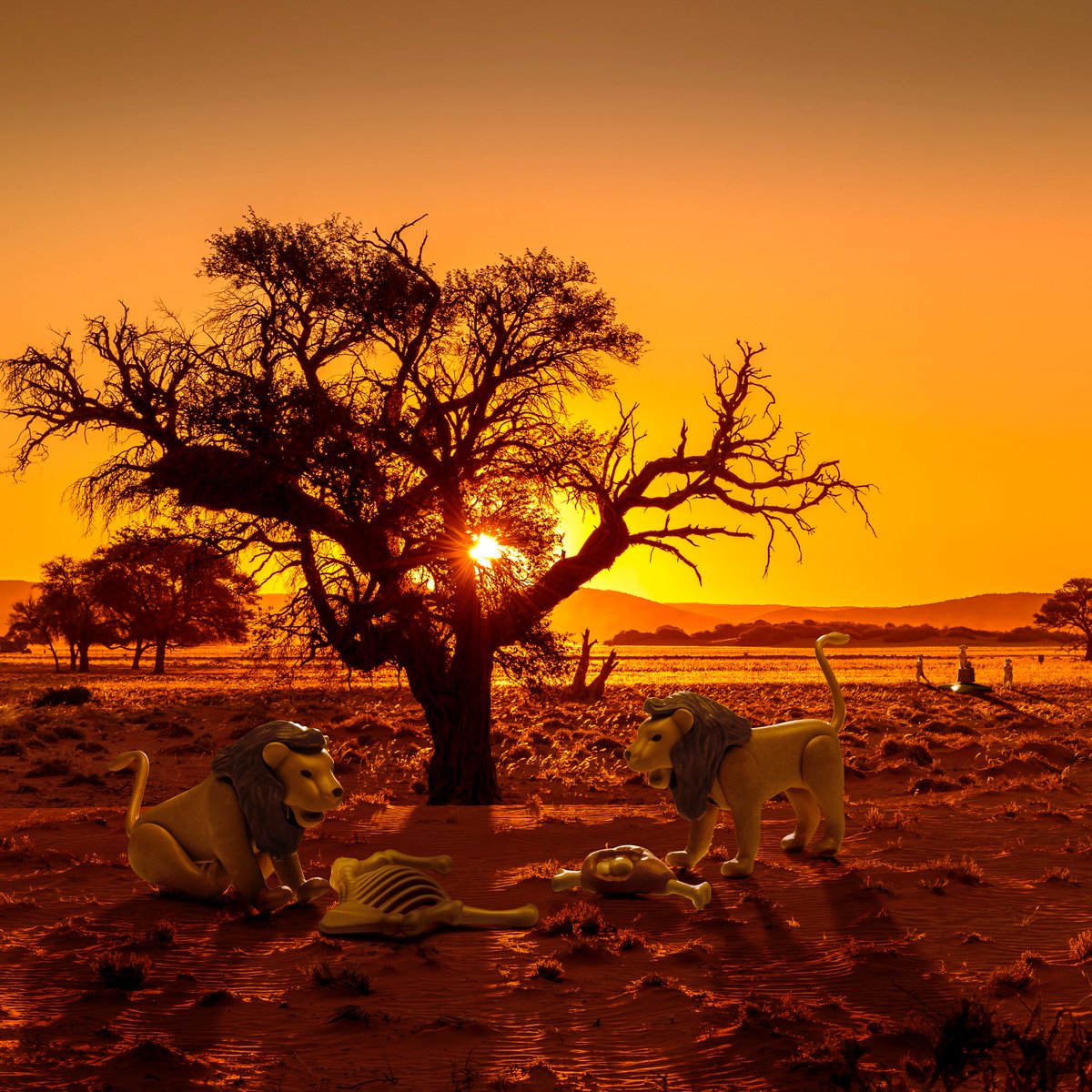PlaymobilUK's tweet photo. It's an evening like any other for the two lions. And yet dinner at sunset is special this evening. Nature can be so breathtakingly beautiful. π¦π
#PLAYMOBIL #Wiltopia #Knowitloveitprotectit #Nature #earth #sustainability #lions https://t.co/weuJY0Oceh