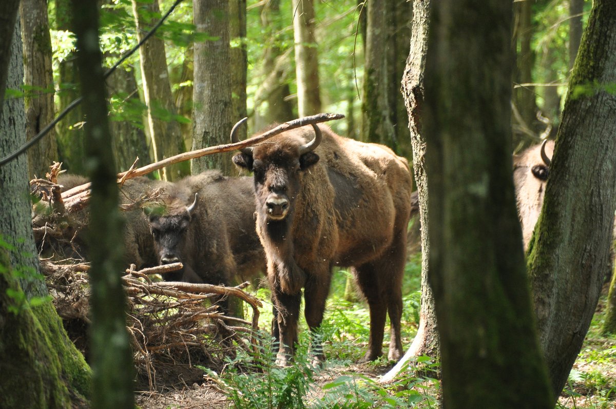 slsdirekt's tweet photo. 🐺☀️ Unsere KNAX-Klub-Mitglieder haben diese Woche Post mit einem Gutschein bekommen. Zwischen dem 18. und 22.07. erhalten sie bei Vorlage einmalig freien Eintritt in den Wildpark "Alte Fasanerie" in Hanau-Klein-Auheim. Wir wünschen viel Spaß!
#slsdirekt #KNAX #Sommerferien https://t.co/1uwxTJr4gK