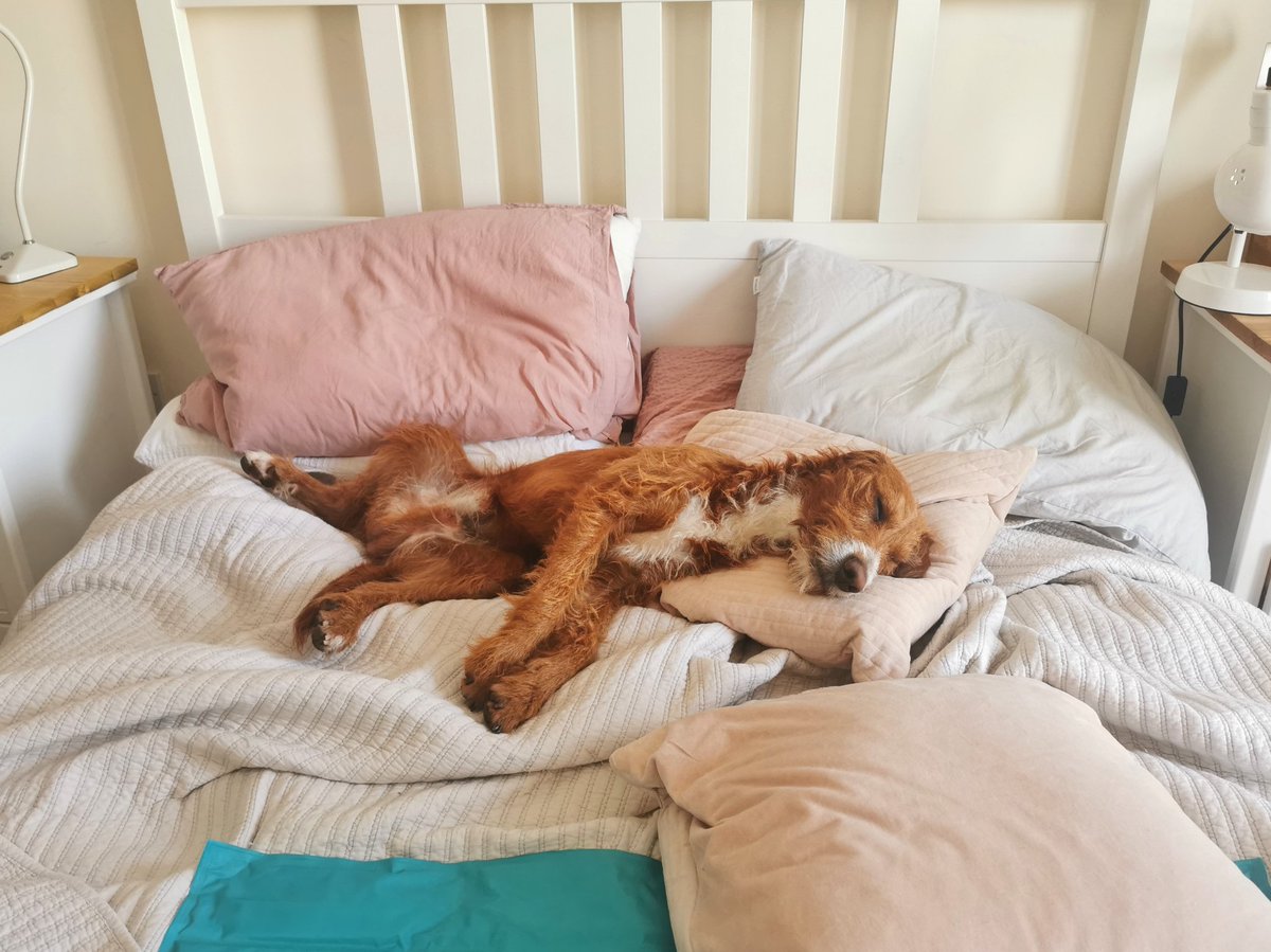 It's already too hot for Bosco #flaked #hotdog