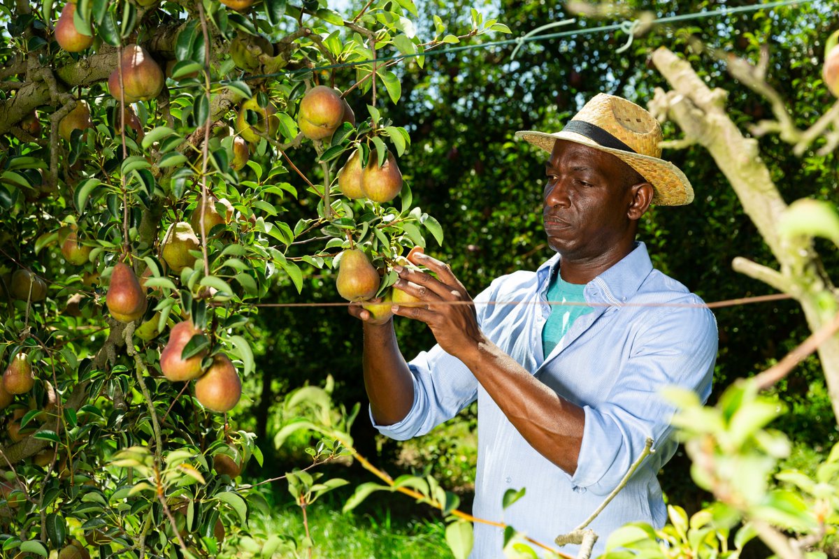 africaagricnet's tweet photo. #FarmTip
To make the most out of your yields as a #farmer, you must acquire some marketing skills. This way, you cut down on the go-betweens like resellers and brokers in the supply chain. How are you ensuring that maximize #profits?
#LetsGrowTogether #Agriculture #Agribusiness https://t.co/0XkqAnoqUI