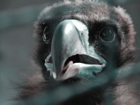 objkt.com/collection/KT1…
This is my new collection. I love it . Some birds pose for me and I take pictures of them.
#nft #photo #nftartist #nftart #nftphoto #NFTphotographers