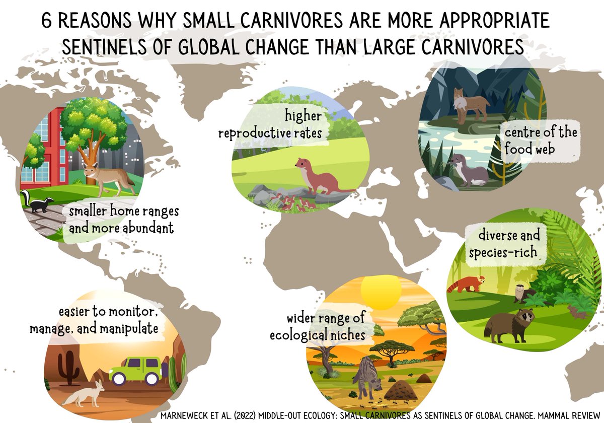 #SmallCarnivores make excellent sentinels of #GlobalChange. Our #perspective in #MammalReview highlights the benefits of thinking middle-out and not only top-down/bottom-up when it comes to monitoring and evaluating #EnvironmentalChange