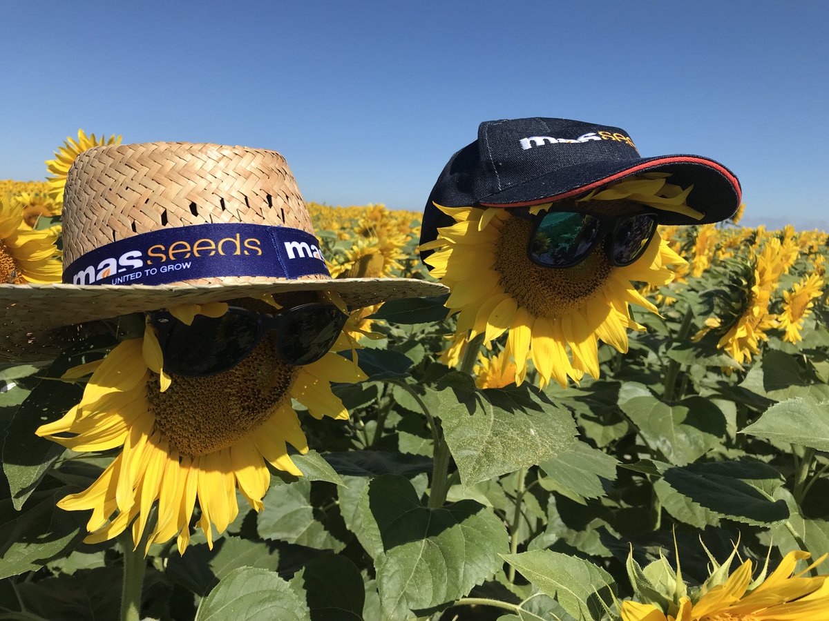 StephVivienMas's tweet photo. Chez #masseeds dans les #tournesol il y a le choix la team casquette ou la team chapeau et pour tous #Mas815OL https://t.co/9xX9KJPNXi