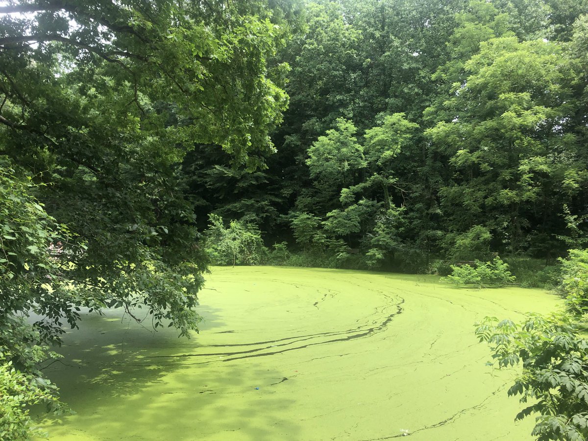 faizjan's tweet image. #HiddenLake #Virginia