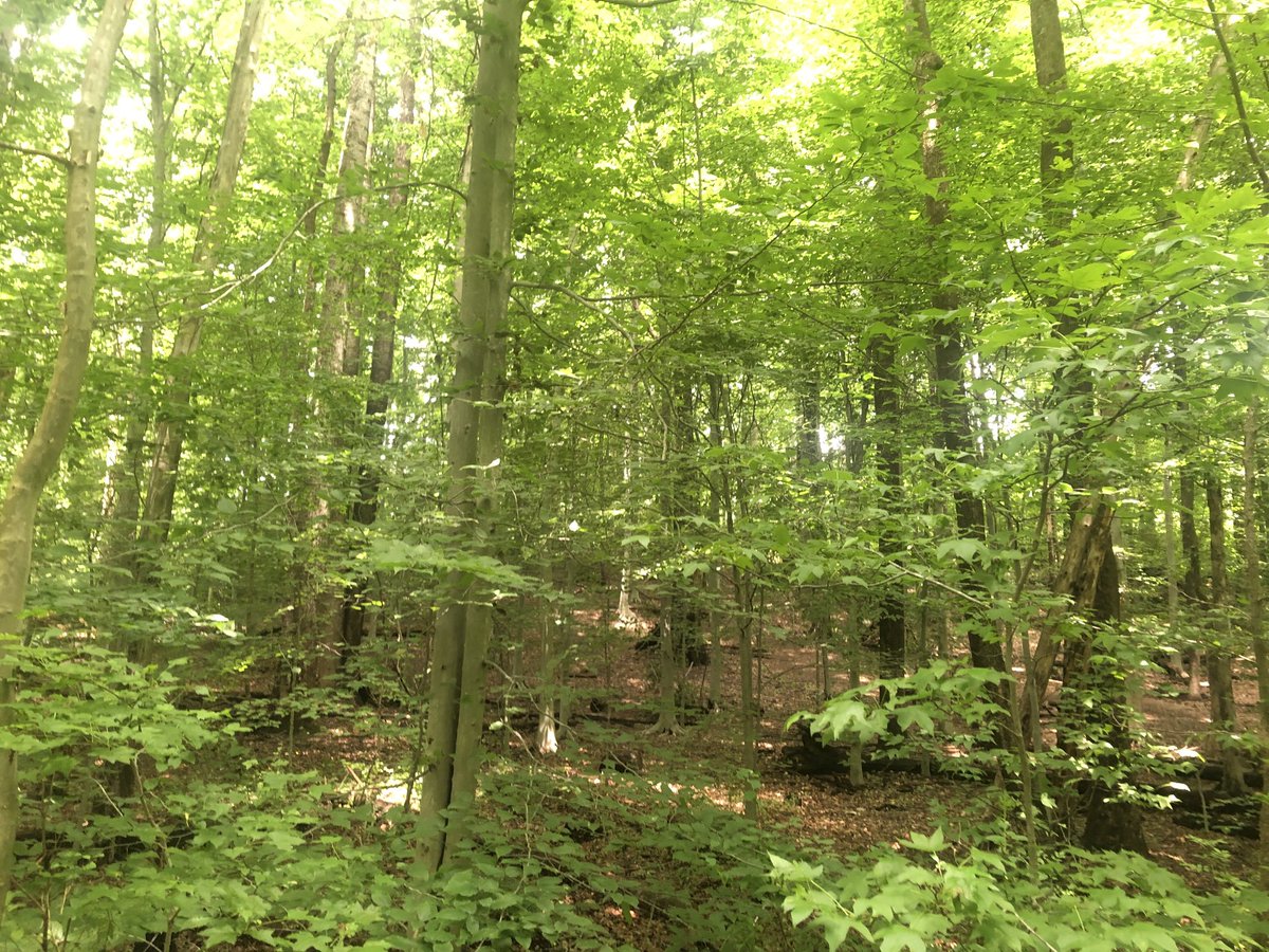 faizjan's tweet image. #HiddenLake #Virginia