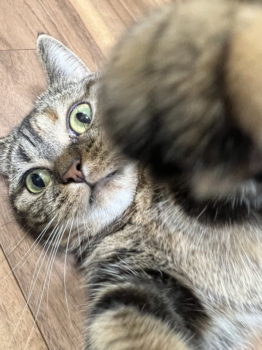 masuneco7's tweet photo. ポンポコリンの腹出して転がるねこを撮ろうとしたら「撮んな。コンニャロー」と阻止された。 https://t.co/KlBge0pLRZ