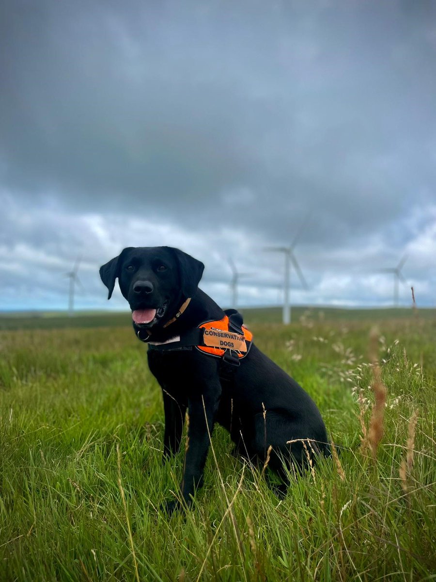 Conservation Dogs tweet media