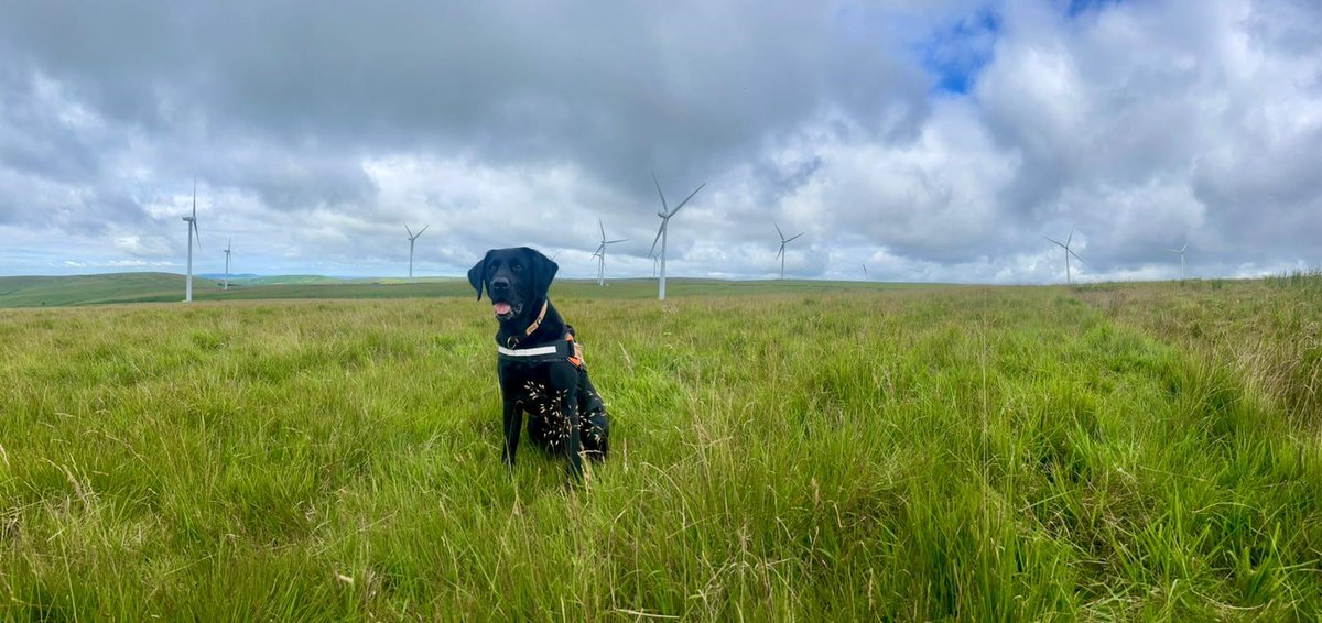 Conducting surveys into bat mortality rates is commonplace around #windturbines, new roads and building construction.  Here's bat carcass detection dog Nero at work last week.

#conservation #conservationdogs #detectiondogs #snifferdogs #wildlife #bats #labrador #blacklab