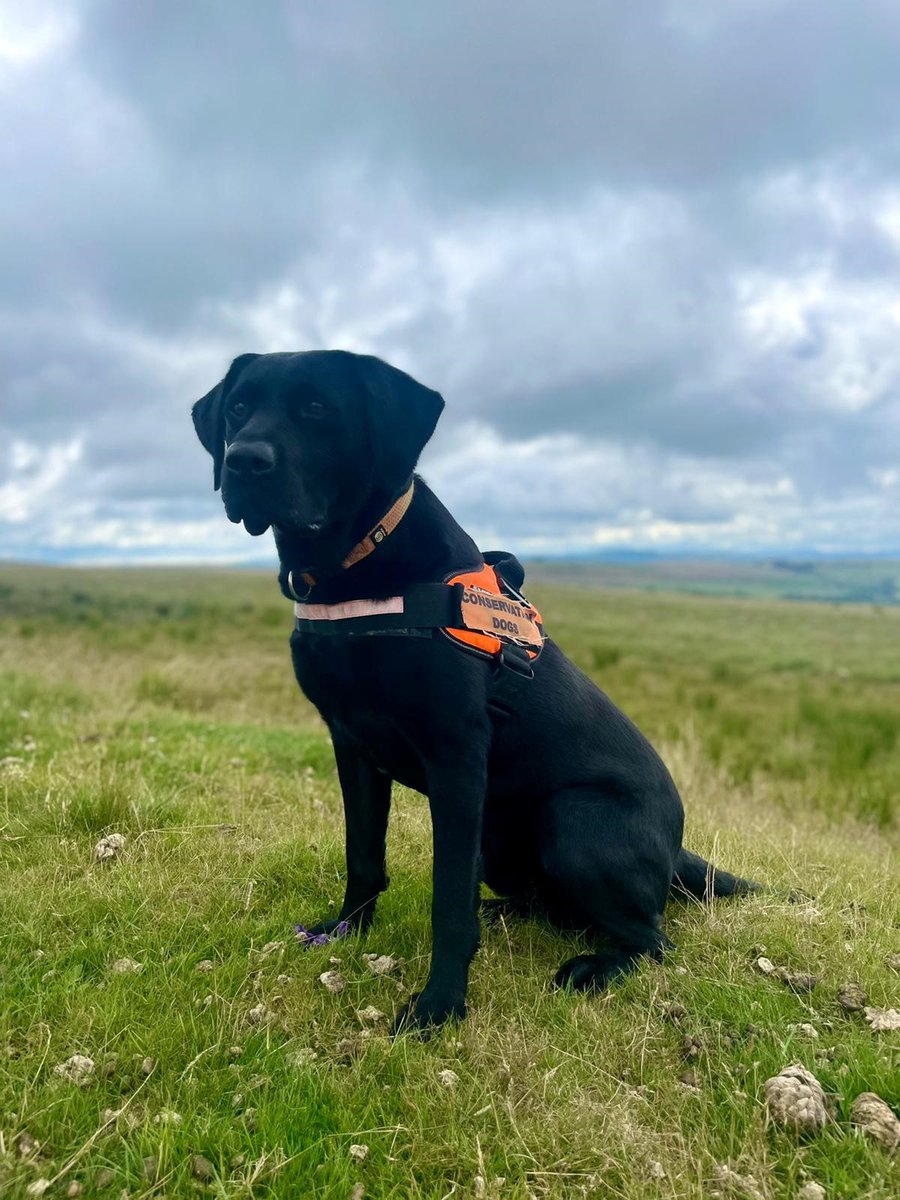 Conservation Dogs tweet media