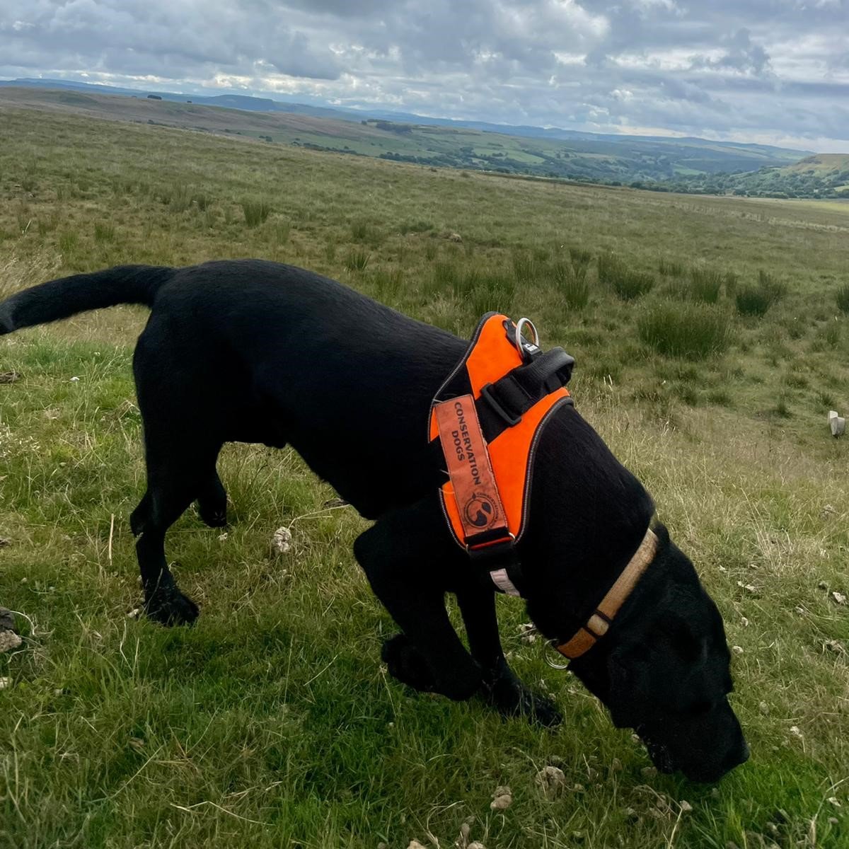 Conservation Dogs tweet media