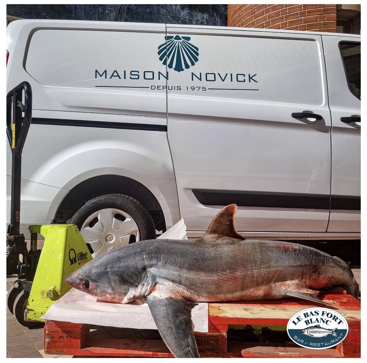 Encore un requin renard, espèce menacée et protégée, fièrement exposé sur les réseaux sociaux par un restaurant à Dieppe. 

Ces « captures accidentelles » d’animaux protégés sont massives et régulières. Tant que leur vente sera autorisée, rien ne changera.