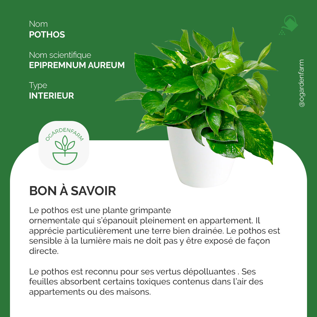 o'Garden tweet media