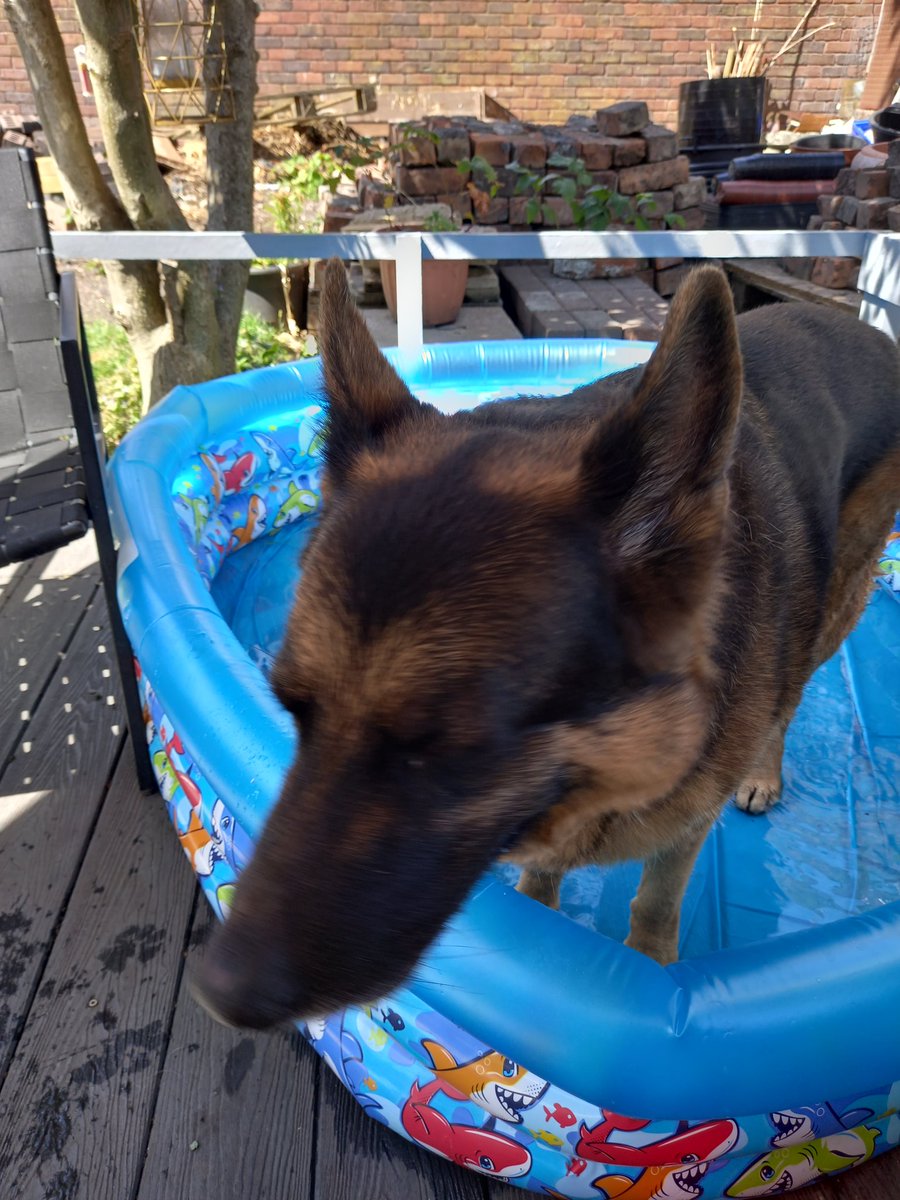 chrisba75681995's tweet photo. Hot dog chilling in the community garden pool https://t.co/Ep50baOh8Q