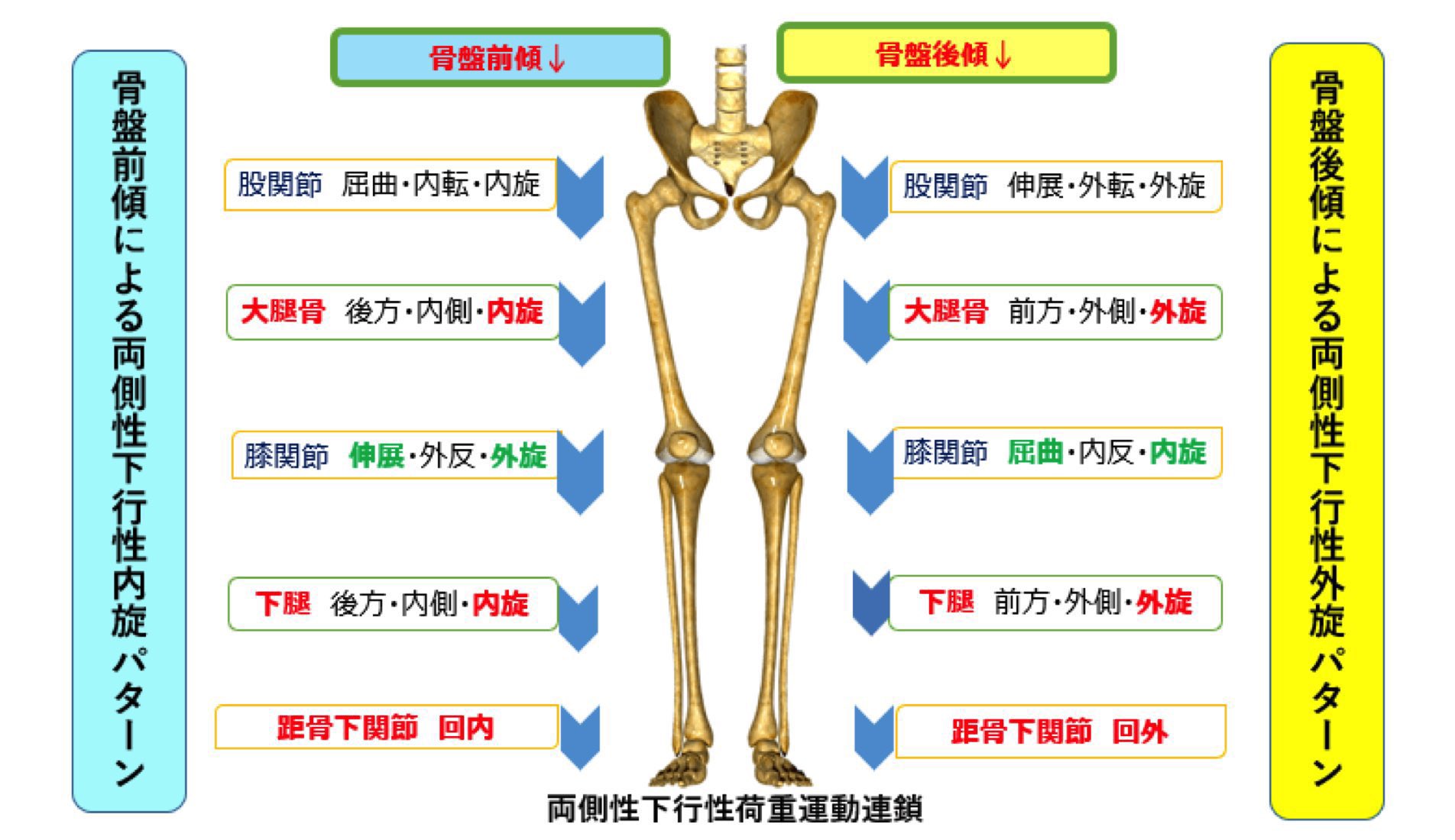 藤井 輝⚽️Groin Pain研究Physical Coach on X: 運動連鎖 骨盤後傾 ↑↓ 股関節伸展・外転・外旋 ↑↓ 膝関節屈曲・  内反 ↑↓ 下腿外旋 ↑↓ 足部回外 骨盤前傾 ↑↓ 股関節屈曲・内転・内旋 ↑↓ 膝関節伸展・外反 ↑↓ 下腿内旋 ↑↓ 足部回内 上からくるか？  下から ...