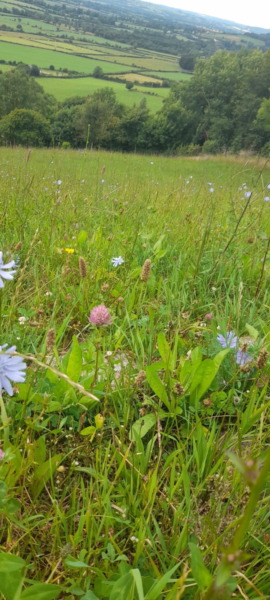 No arguing about improved biodiversity in the MSS. Growth has suffered a bit (like all of the farm) with dry weather plus we got no spring N out-had planned a slurry application. Still more productive than the previous sward and does the heart good to see nature flourishing.