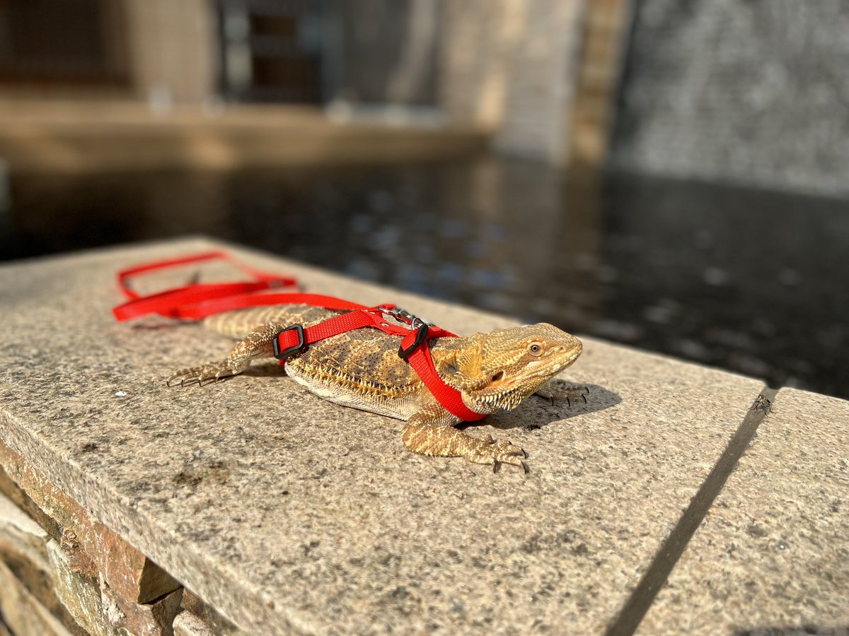 天気が良かったのでフトアゴのお散歩してみた！