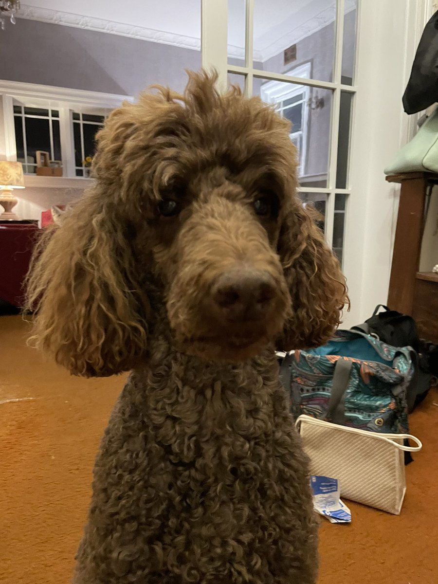 My beautiful puppy dog has learned she gets a walk when Masterchef finishes… so she patiently waits for the ‘ding’ each night #MasterChefAu #toocute