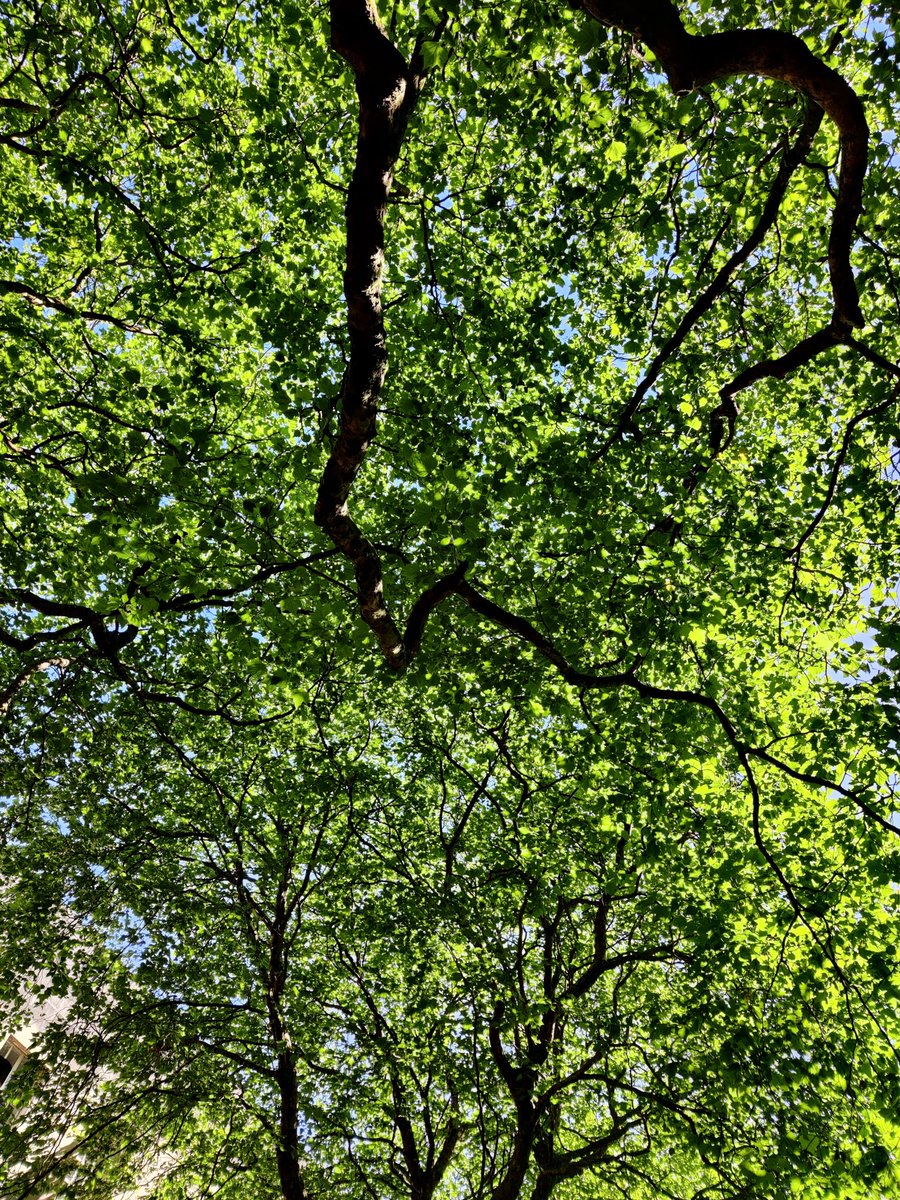 Do your thing shade London Plane tree 🌿🌳