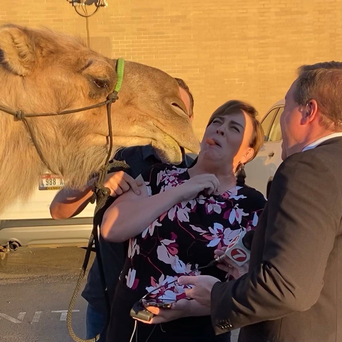 maggieKTVB7's tweet photo. This morning, I was forced to kiss a camel by @corbinmaxey. He enjoyed it wayyyyy too much, that’s all I’m saying. 🐪 https://t.co/hGxb5iQEwt