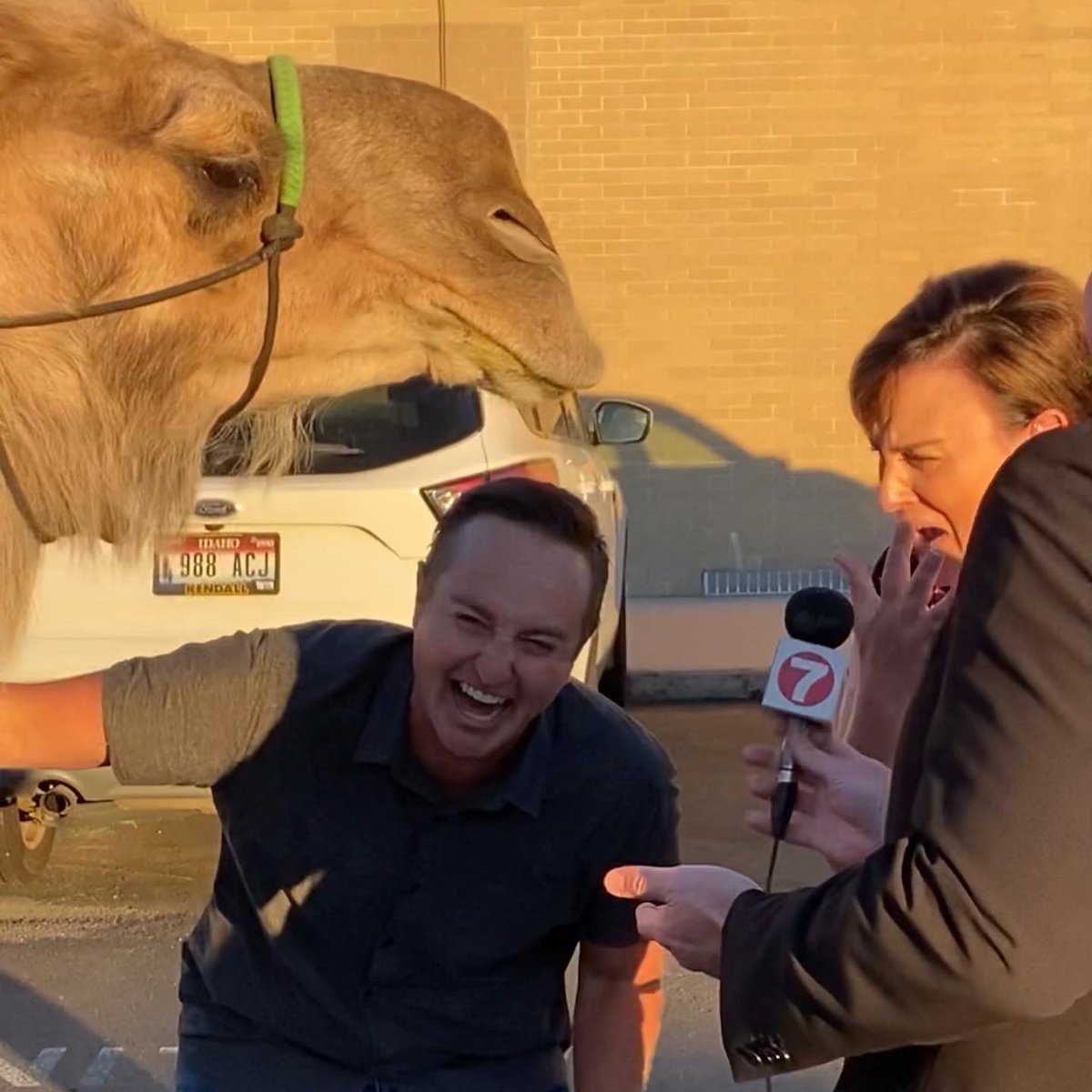 maggieKTVB7's tweet photo. This morning, I was forced to kiss a camel by @corbinmaxey. He enjoyed it wayyyyy too much, that’s all I’m saying. 🐪 https://t.co/hGxb5iQEwt