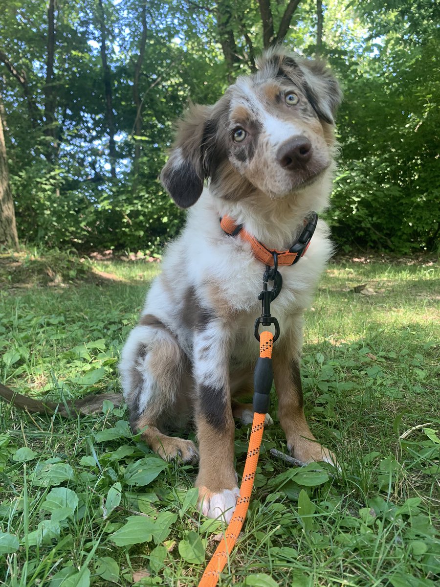 dallyyAllyy's tweet photo. Head tilts are my weakness🥰 https://t.co/cDQVHtQuQI