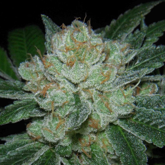 NugDatabase's tweet photo. #Strain of the day: #HellRaiserOG โ ๏ธ
This #Sativa ๐ฟ is a #High #Quality #FireOG cutting, crossed with #FaceoffOG ๐คผโโ๏ธ
https://t.co/Y3PNvB4MUg
#CannabisCulture #WeedLovers #StonerFam #StrainOfTheDay
๐ฒ๐ฅ๐๐จ https://t.co/Qoz97IhqH7
