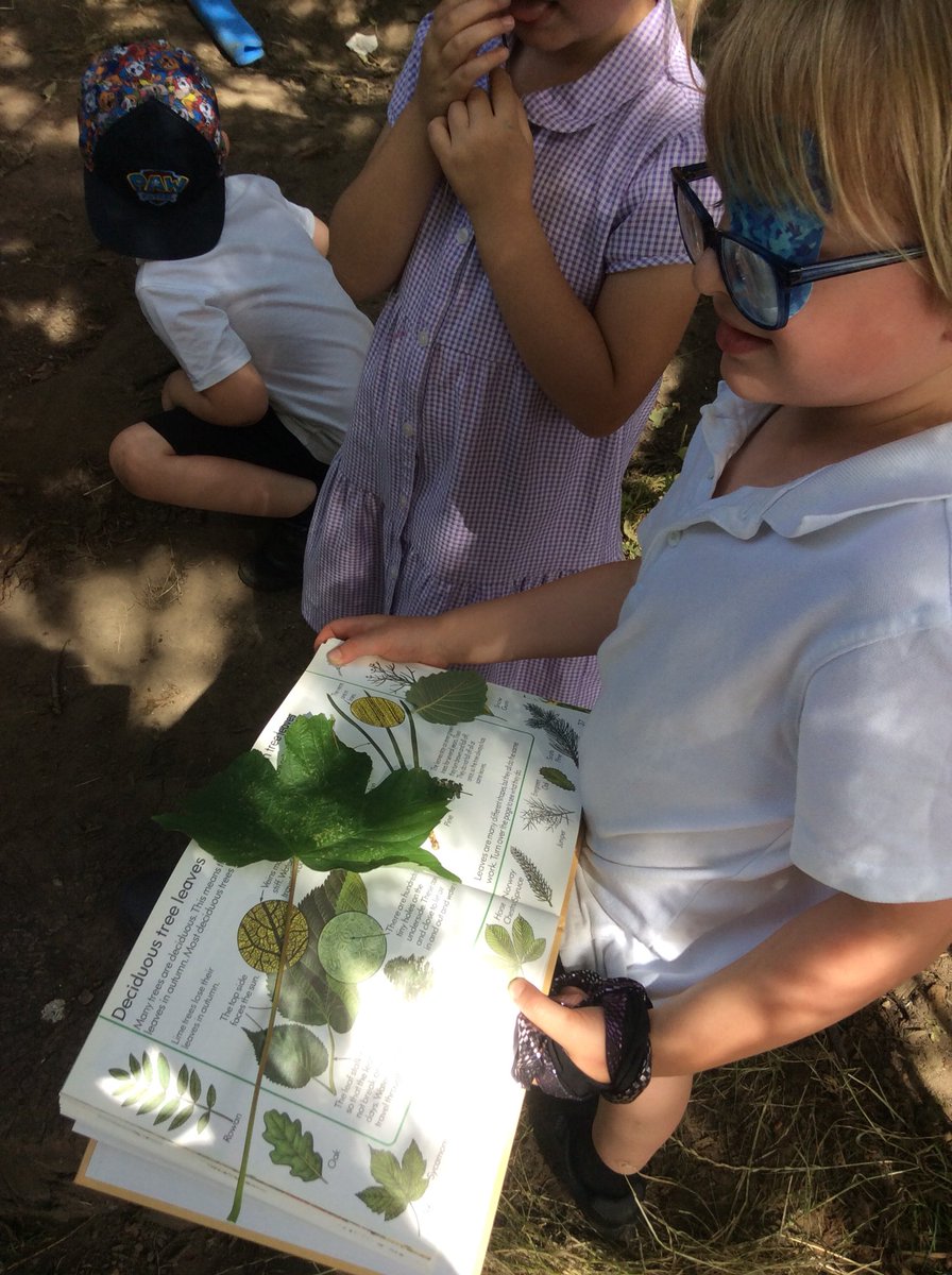 GarswoodNursery's tweet photo. We have been identifying trees by their leaves today. We found a Sycamore and a Beech tree using a book. @garswoodprimary #treeidentification #followtheirlead https://t.co/AjKTK6ALeH