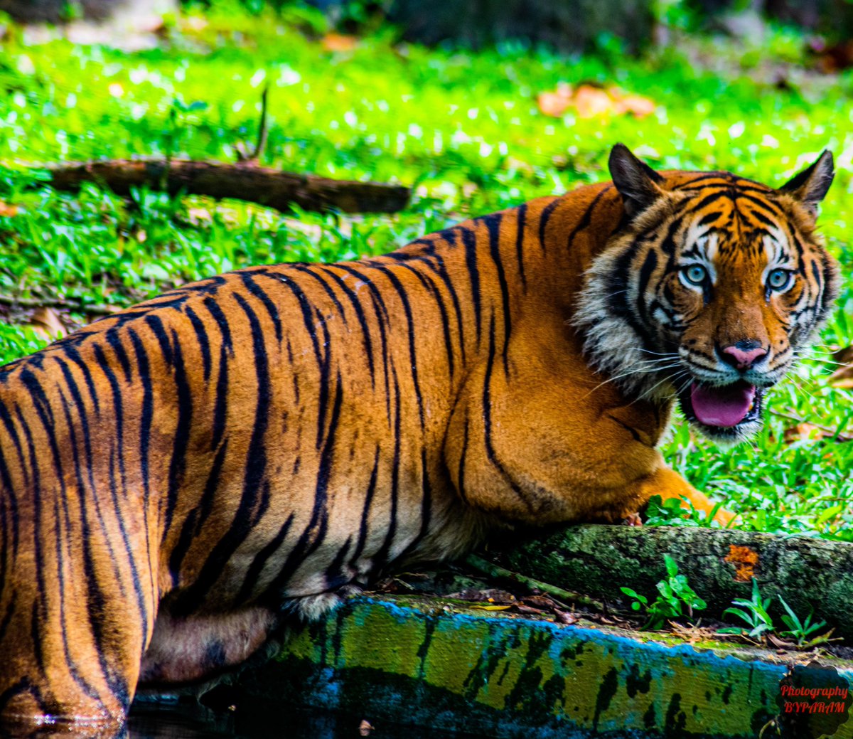 🐯 #tiger #wildlife #animals #nature #tigers #art #love #lion #cat #photography #wildlifephotography #bigcats #animal #herex #tigertattoo #tattoo #cats #wild #india #tigerking #bigcat  #naturephotography #zoo #tigre  #photographybyparam
