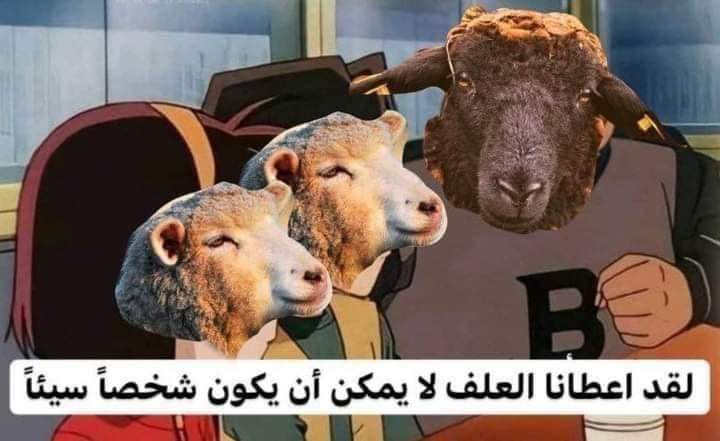 Arab Memes tweet media