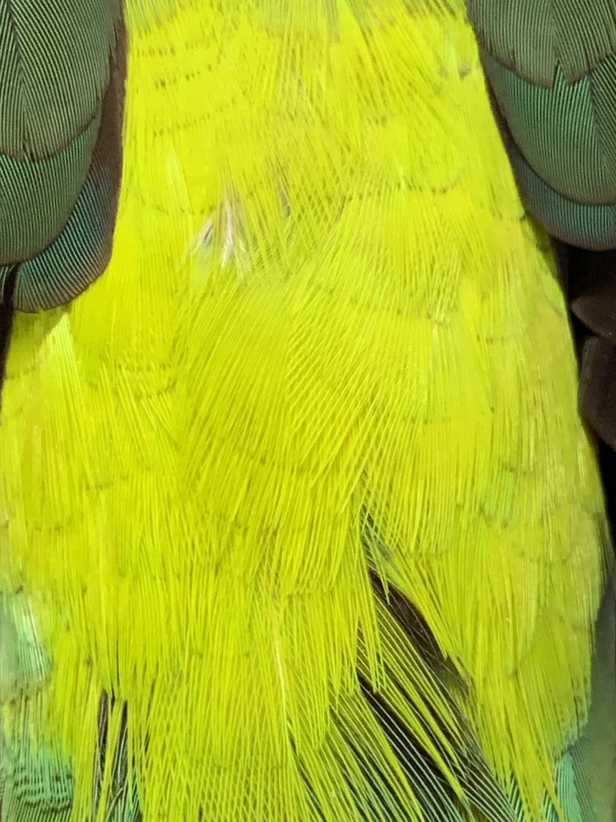 Dr SWIFT PARROT tweet media