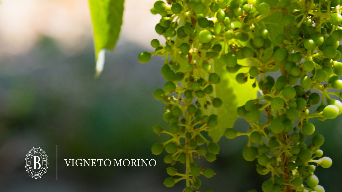 batasiolovini's tweet photo. In queste giornate calde e assolate è possibile scorgere nel vigneto Morino acini di Chardonnay della grandezza di un pisello. Da queste uve nasce il nostro #chardonnay #vignetoMorino caratterizzato da una sosta sui lieviti in barrique di rovere. https://t.co/qu0hJeezcY