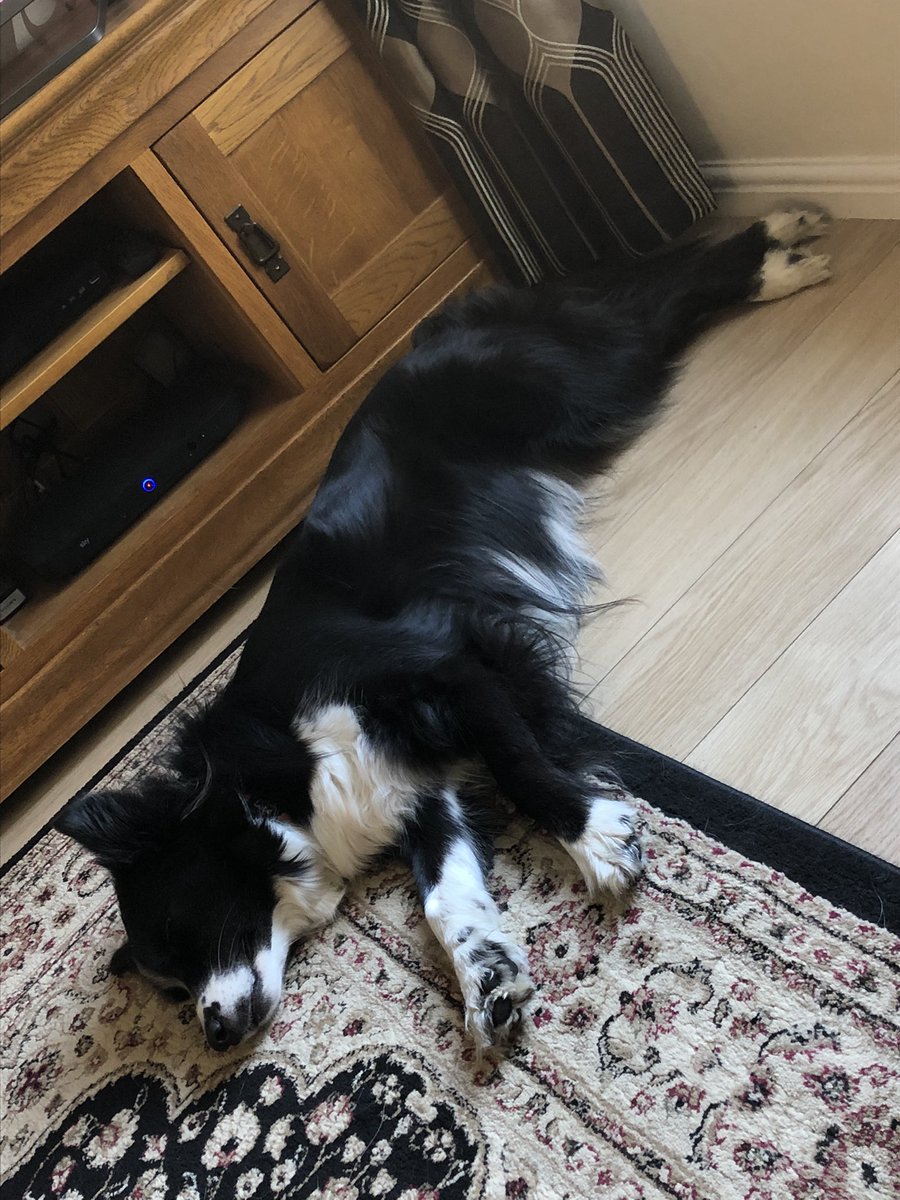 One tired girl in this weather. Keeping cool inside, and playing in her padding pool outside! 🐶 🐾🐾🐾 🌹 #heatwaveuk #rescuecollie #FOSTBC