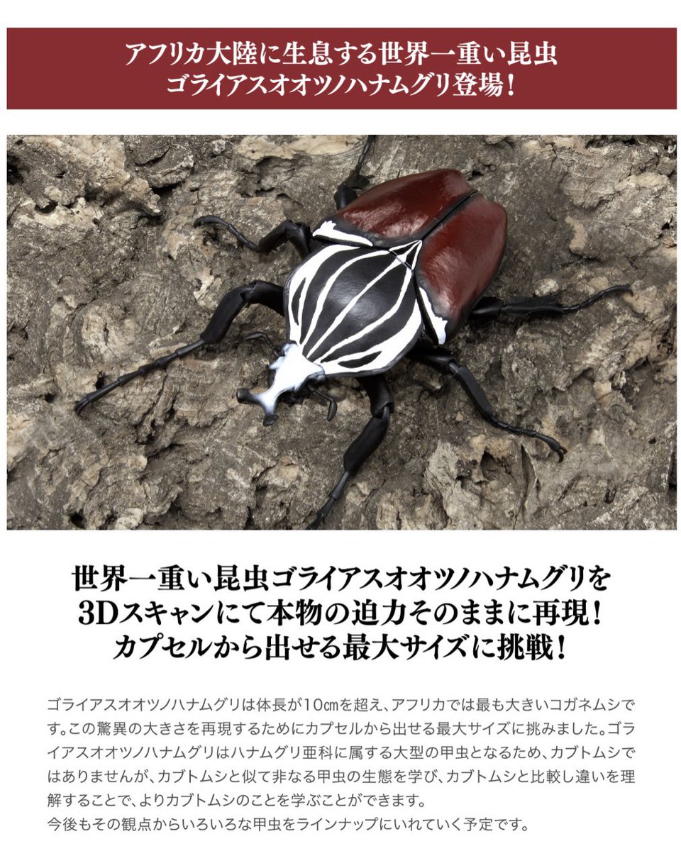 カメルーン ゴライアスオオツノハナムグリ 約92+mm 脂浮あります-