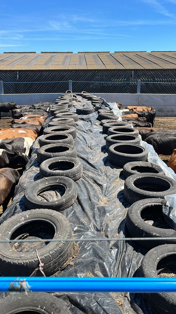 Self feed pro's, what do you do when you get to this stage? Keep going until it falls down or is there a more controlled approach? <a href="/JoeDelves/">Joe Delves</a> <a href="/RansonNick/">Nick Ranson</a> <a href="/farmerdanb/">Dan Burdett</a> <a href="/Luppod61/">Luppo Diepenbroek</a>