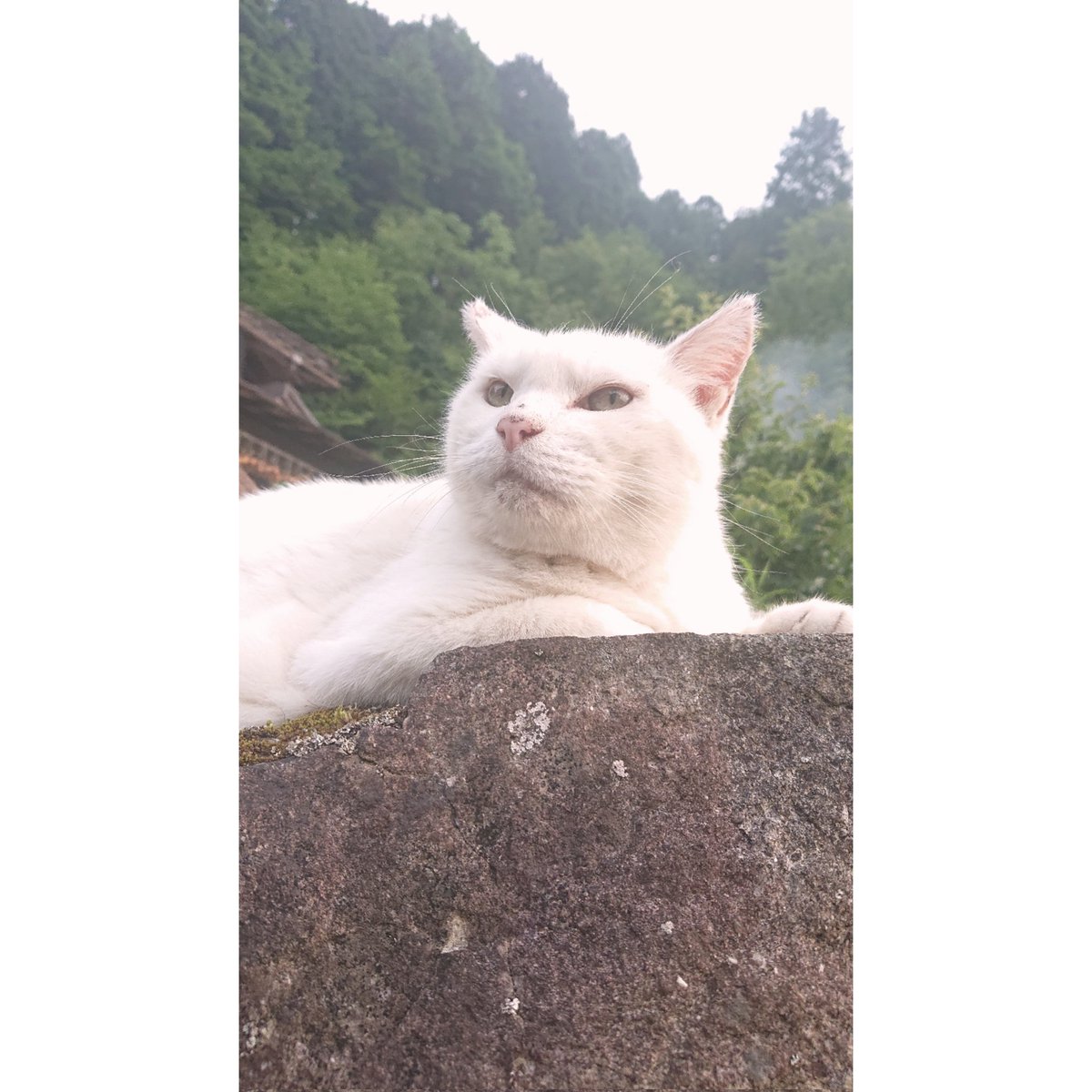 kgshmzn's tweet photo. 2022.07.11
高いところがお好き
言うほど高くはないけどね
#ねこ #ネコ #猫 #Cat #高所 #HighPlace #スマホ写真 #XperiaXZ2 https://t.co/1T3Z9Ipk9w