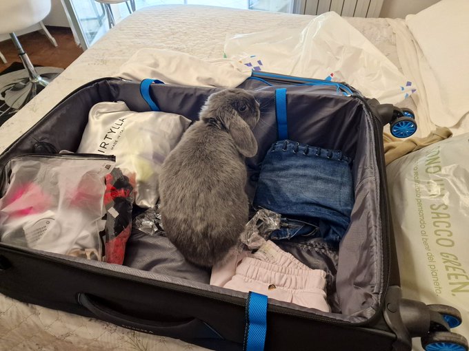 Please mom take me with you! You won&rsquo;t even notice I am here! https://t.co/7VH8xS9g6P