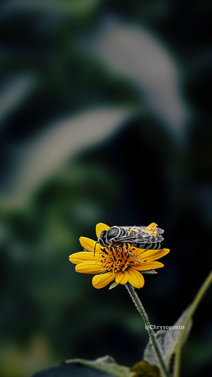 lightenin_alpha's tweet photo. One day I’ll get recognition for my photographs 😂❤️ 

Kelly #deborah tinubu Lagos burna boy upwork southern kaduna photography butterfly https://t.co/MuLan30fpP