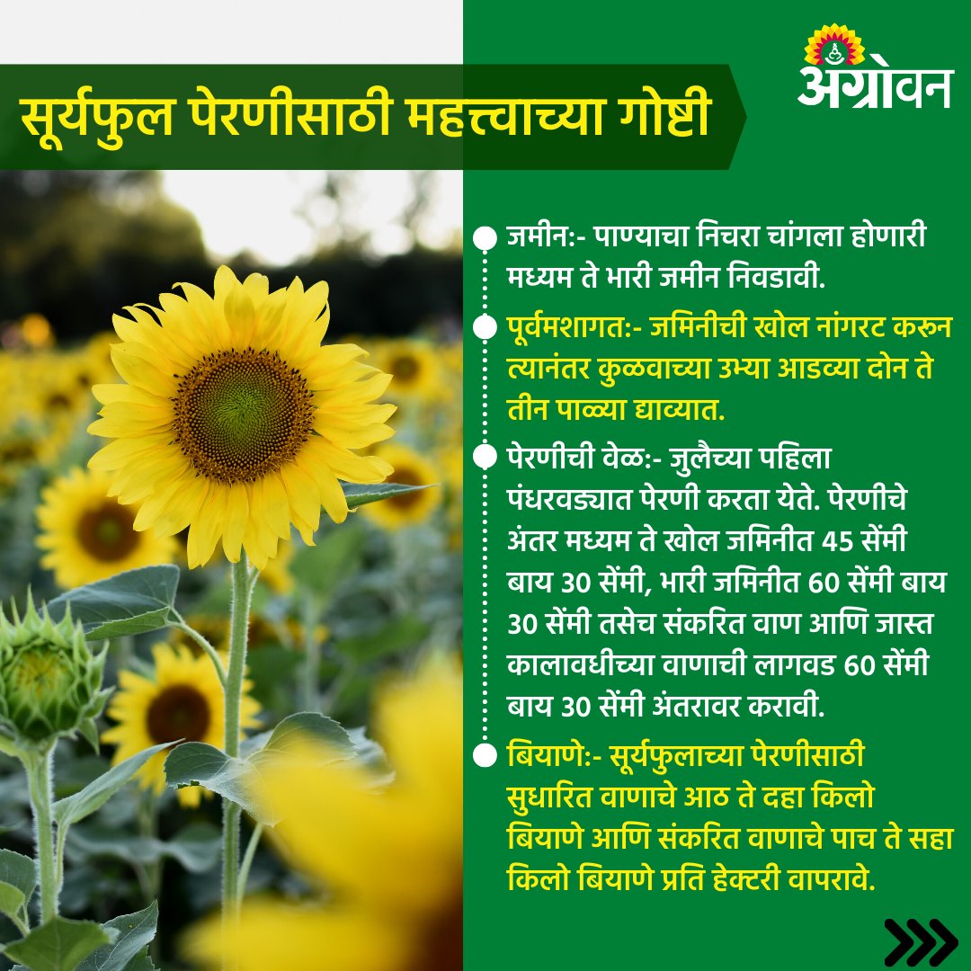 AGROWON's tweet photo. डॉ. पंजाबराव देशमुख कृषी विद्यापीठाने केलेल्या शिफारशीनूसार सूर्यफुलाची लागवड करताना काही गोष्टी लक्षात घ्याव्यात.
संपूर्ण बातमी वाचा:
https://t.co/dBbzov6zLu
#Agrowon #AgrowonForFarmers #AgricultureNews #SunflowerFarming #AgroGuide #PDKV #SunflowerCultivation #KharifCrops https://t.co/wMHSCBb7Oi