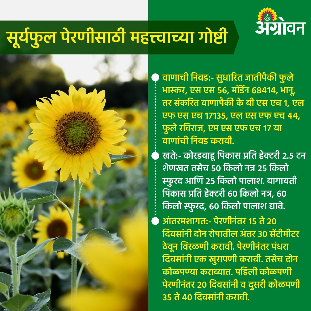 AGROWON's tweet photo. डॉ. पंजाबराव देशमुख कृषी विद्यापीठाने केलेल्या शिफारशीनूसार सूर्यफुलाची लागवड करताना काही गोष्टी लक्षात घ्याव्यात.
संपूर्ण बातमी वाचा:
https://t.co/dBbzov6zLu
#Agrowon #AgrowonForFarmers #AgricultureNews #SunflowerFarming #AgroGuide #PDKV #SunflowerCultivation #KharifCrops https://t.co/wMHSCBb7Oi
