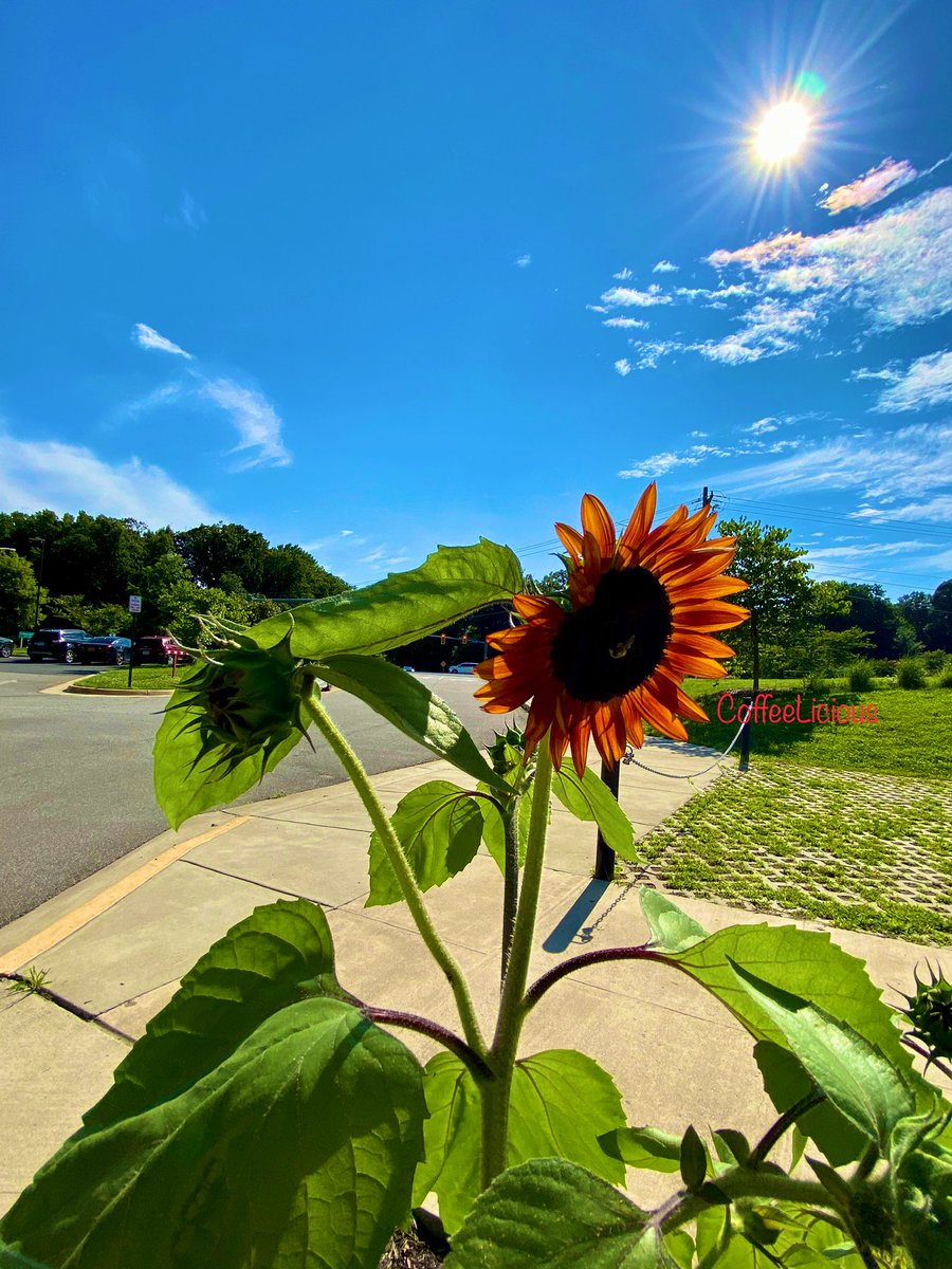 LiciousCoffee's tweet photo. Good morning ππ½ π π π«
Itβs a no π§ MondayβHello 2 the Sunshineπ
Photos from my great #Nature_Walk outing yesterday. It wasπaUtiFUL π³π»πΏπΈπΊ
#nature #NaturePhotography #NaturalBeauty #NaturePhotographer #naturelovers #photographylovers #PhotographyIsArt #Trees #Flowers https://t.co/PEaLOtYDj0