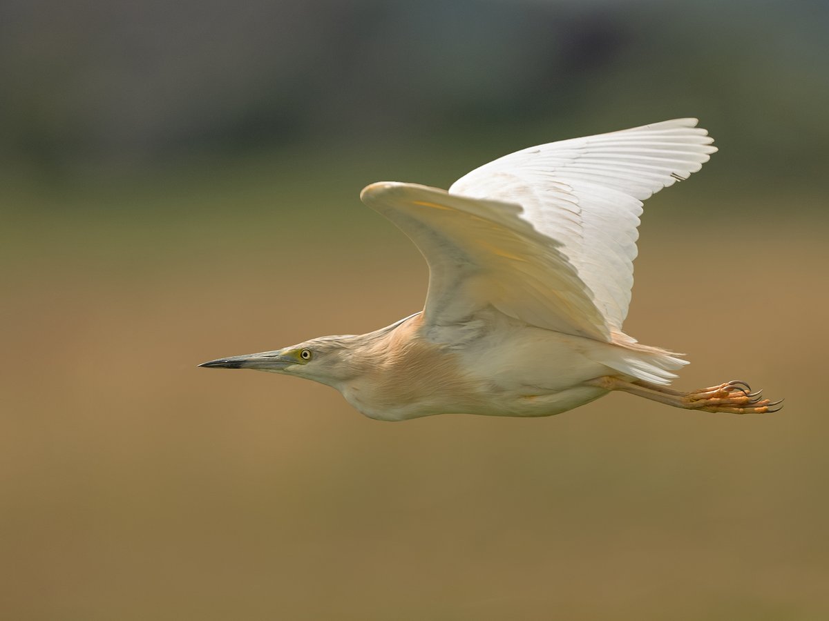 #Ralreiger en natuurlijk veel foto's op het internet maar weinig vliegend. Daarom hier wat afwisseling😊.(klik foto) #Ardeola_ralloides 
<a href="/vogelnieuws/">Vogelbescherming NL</a> #Zoetermeer #Natuurfotografie #Nature_Photography 
<a href="/Sovon/">Sovon Vogelonderzoek Nederland</a> <a href="/VroegeVogels/">Vroege Vogels</a> <a href="/IVNzuidholland/">IVN Zuid-Holland</a> @Natuurmonument <a href="/ZHLandschap/">Zuid-Hollands Landschap</a> <a href="/volgdenatuur/">volg de natuur</a>