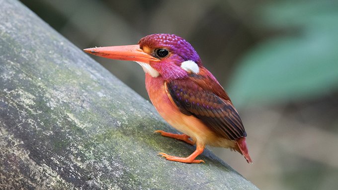 Rainmaker1973's tweet photo. The South Philippine Dwarf Kingfisher was first described 130 years ago and has eluded scientists for over 100 years because of its behavior. Thanks to Miguel David De Leon we get a glimpse of the beautiful bird that is sadly threatened with extinction https://t.co/39JgkmGtJr https://t.co/Lsv9FFog1s