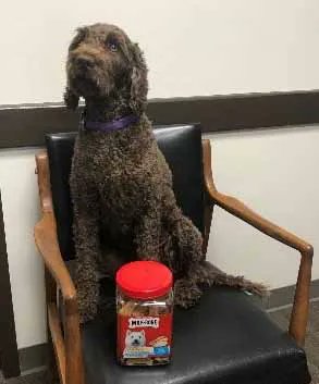 wpgpo's tweet photo. Anyone wondering how our Director of Greetings (D.O.G.) Winnie is doing? Well, she no longer works for peanuts… Enjoy the update! #winpo #healthservices #team #healthprofessionals #prosthetic #limbloss #winnipeg #manitoba #wpgpo https://t.co/63zpjm13y6